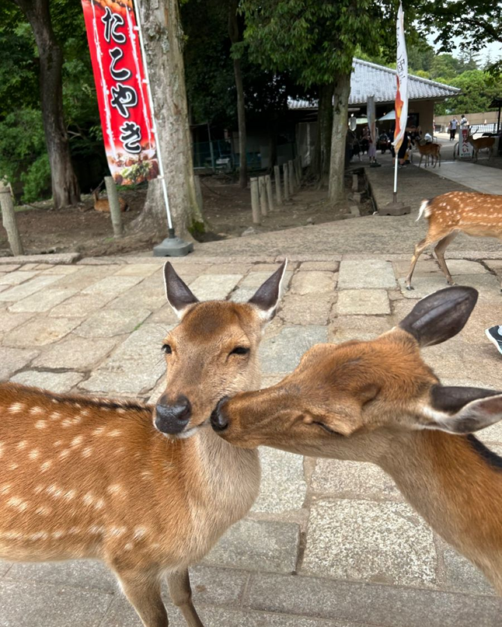 nara (1)